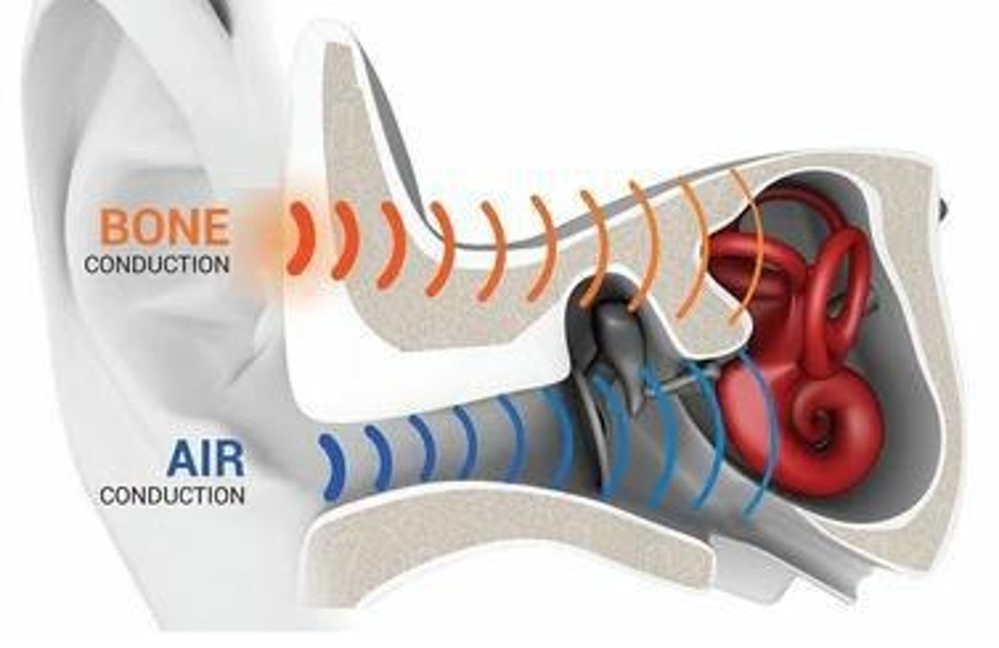 <p>Air conduction uses the outer and middle ear, while bone conduction bypasses them and stimulates the inner ear directly.</p>