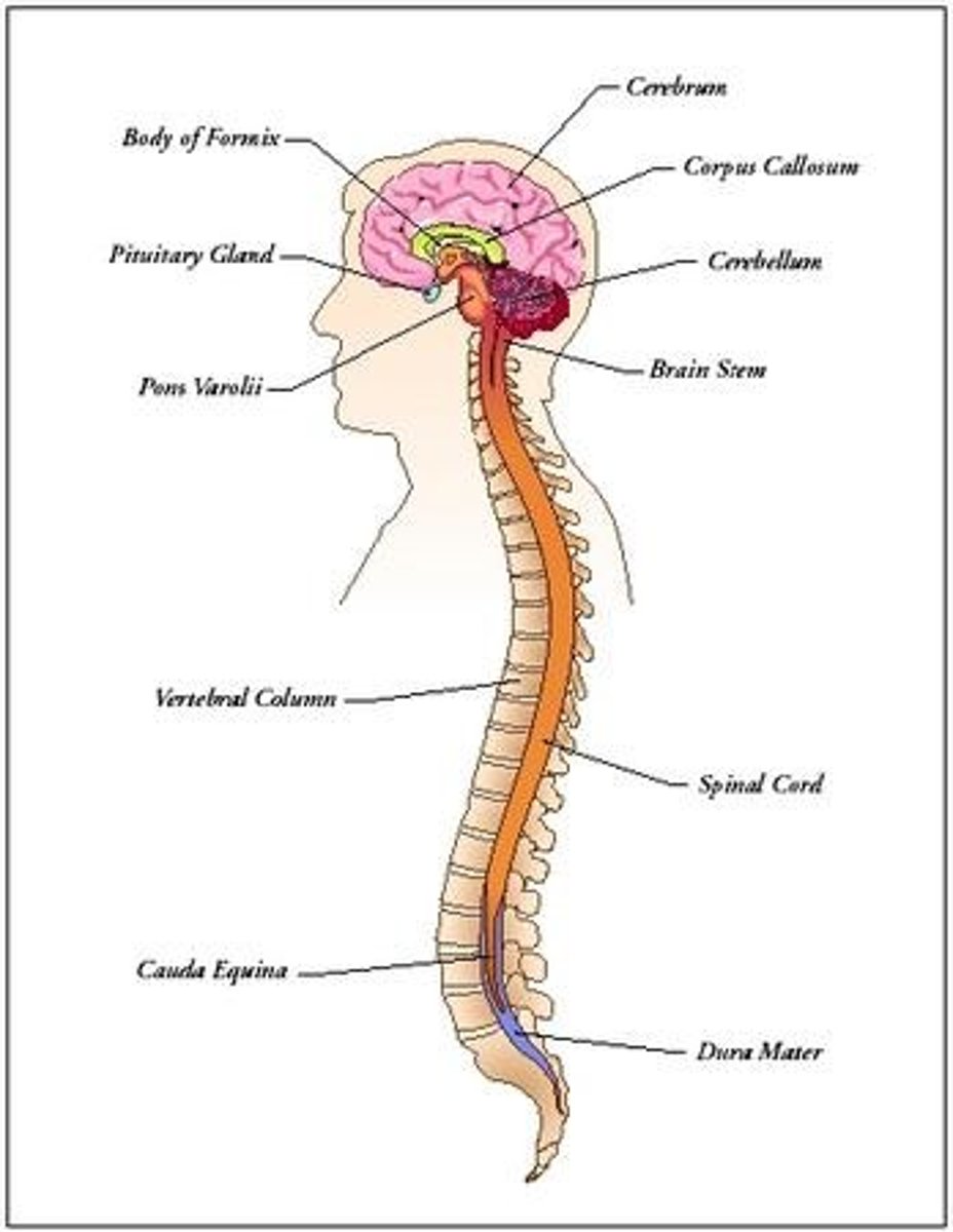 <p>The portion of the nervous system consisting of the brain and spinal cord.</p>