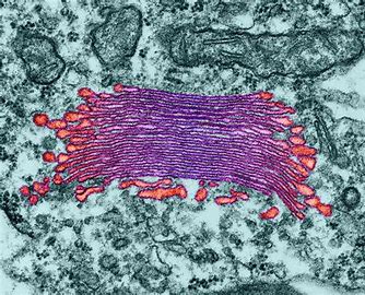 Golgi Apparatus 