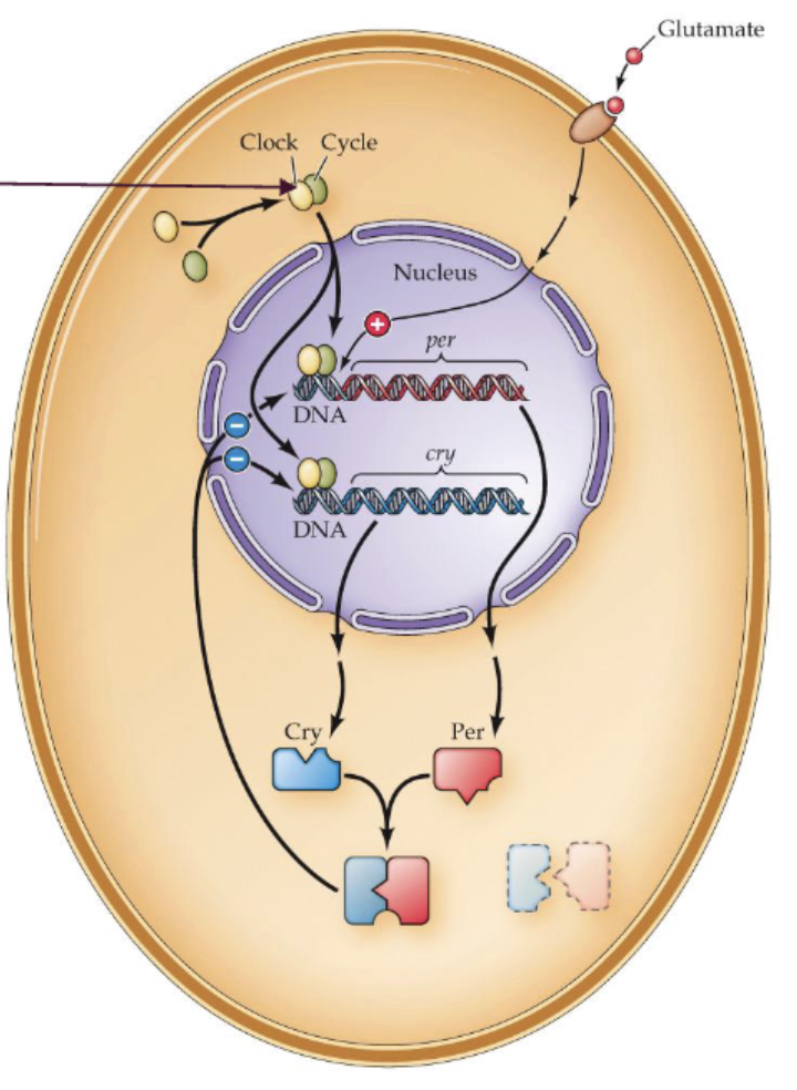 <ol><li><p><strong>clock and cycle proteins</strong> bind together to form a <strong>dimer</strong>.</p></li><li><p>the <strong>clock/cycle dimer </strong>promotes transcription of <strong>period (per) and cryotchrome (cry)</strong> genes</p></li><li><p>per and cry proteins then <strong>dimerize</strong></p></li><li><p>the per/cry protein complex enters the nucleus and <strong>inhibits the transcription of the clock/cycle genes</strong></p></li><li><p><strong>no new clock/cycle proteins are make until the per/cry proteins degrade; the cycle takes approximately 24 hours.</strong></p></li></ol><p></p>