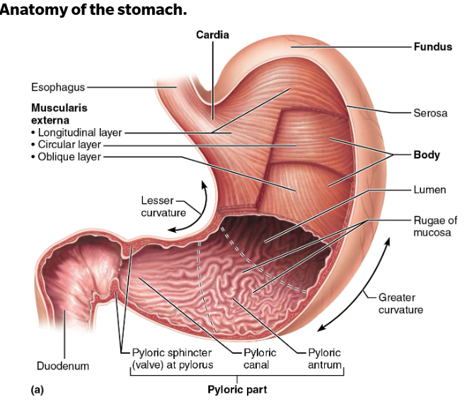 <ul><li><p>Cardial part (cardia): surrounds cardial orifice</p></li><li><p>Fundus: dome-shaped region beneath diaphragm</p></li><li><p>Body: midportion. major part for mixing food</p></li><li><p>Pyloric part: wider and more superior portion of pyloric region, antrum, narrows into pyloric canal that terminates in pylorus</p><ul><li><p>Pylorus is continuous with duodenum through pyloric valve (sphincter controlling stomach emptying)</p></li></ul></li><li><p>Greater curvature: convex lateral surface of stomach</p></li><li><p>Lesser curvature: concave medial surface of stomach</p></li></ul><p></p>