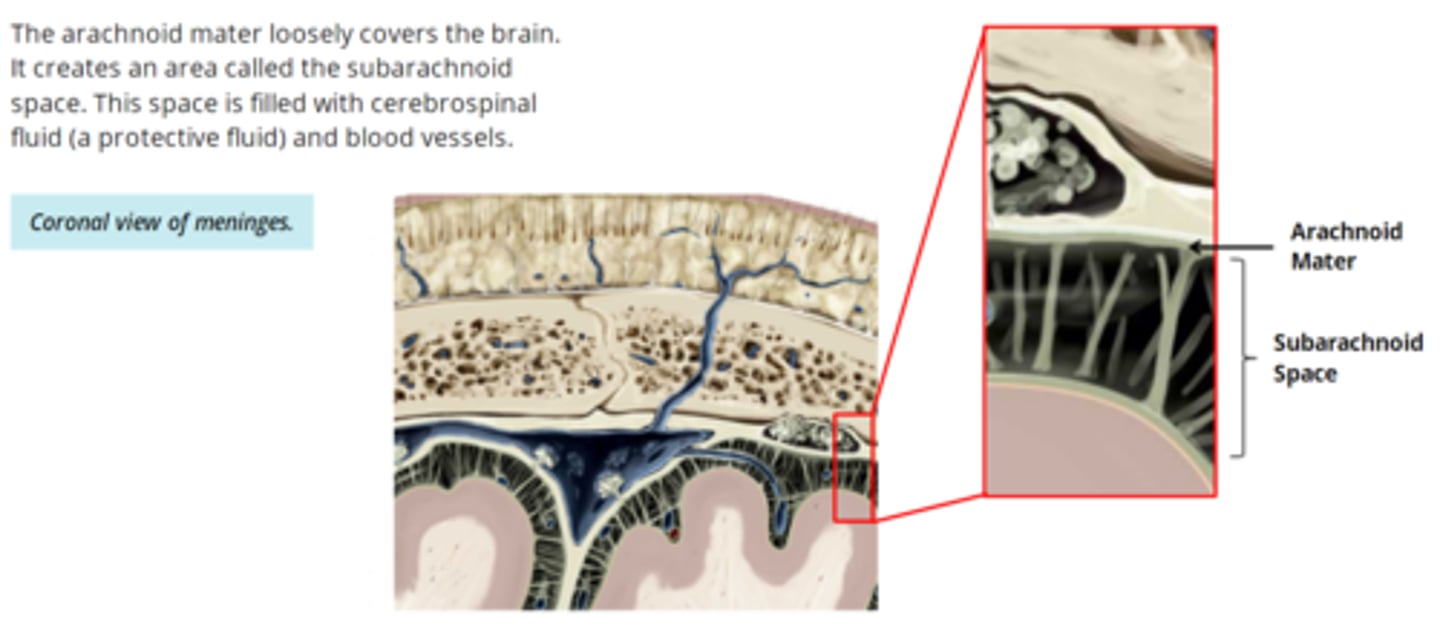 <p>- losely covers the brain </p><p>- creates an area called the subarachnoid space </p><p>- this space is filled with cerebrospinal fluid (a protective fluid) and blood vessels</p>