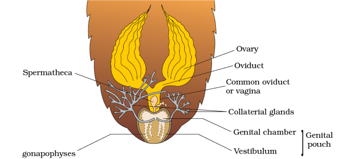 • 1 pair of ovaries situated at 2-6 segments (lateral side)
• each ovary contains 8 long tubules called ovarioles
• 1 egg in each ovariole (16)
• genital chamber formed by the fusion of three abdominal sterna.
• 7th sternum is boat-shaped and along with the 8th and 9th sternum forms the brood or genital ouch in which the anterior is the genital chamber and the posterior is the oothecal chamber.
• genital chamber (female genopore + spermathecal pore + collaterial glands)
• ovipositor/female gonapophyses