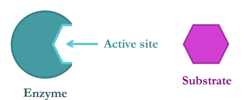 <p>An enzyme is a globular protein which accelerate chemical reactions in living organisms by lowering the activation energy (i.e. it is a biological catalyst)</p><p>• Enzymes are not consumed by the reactions and can be re-used</p><p>The molecule(s) the enzyme reacts with is called the <strong>substrate</strong>, which binds to a complementary region on the enzyme’s surface (<strong>active site</strong>)</p>