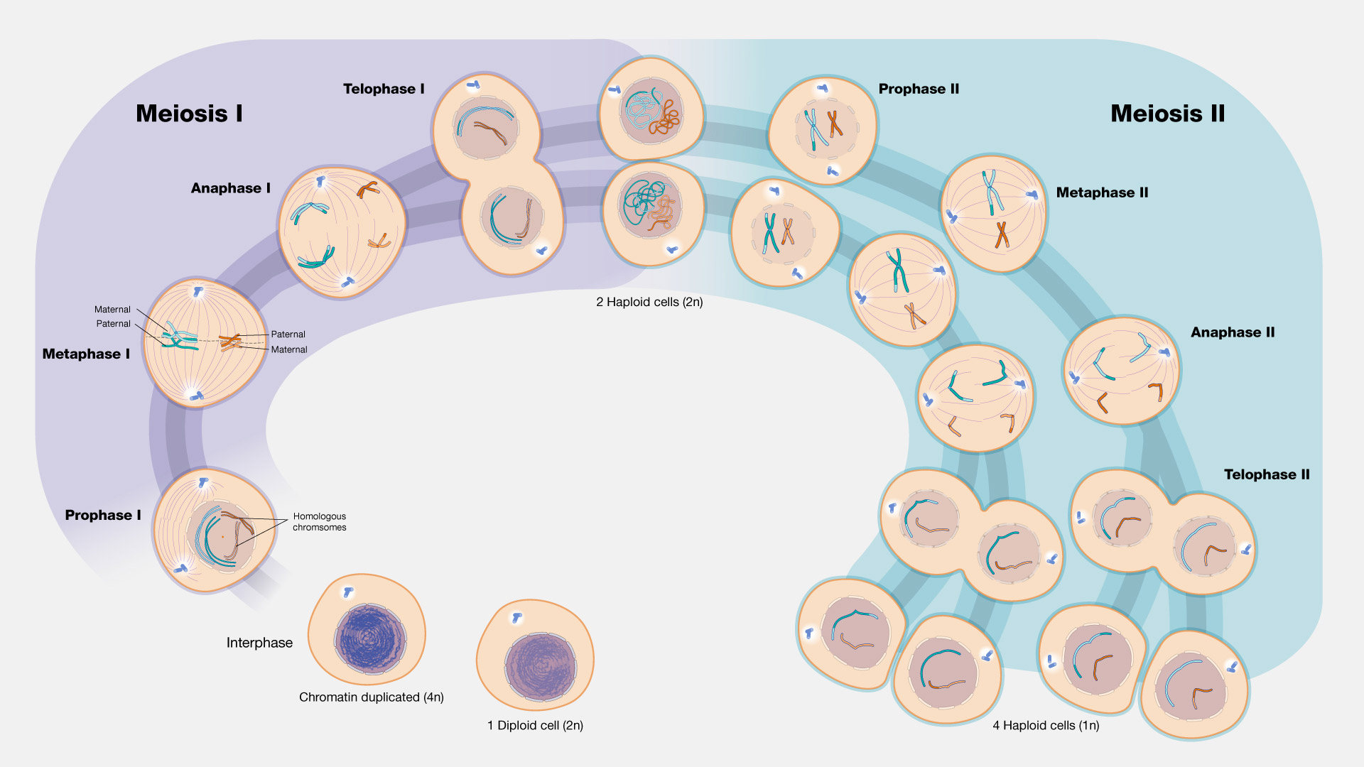 <p>Foto del ciclo de meiosis</p>