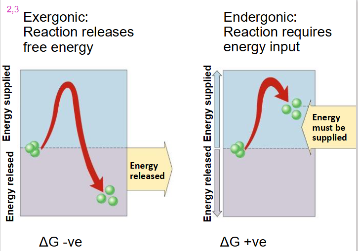 <p>- reaction releases free energy</p><p>- delta G is negative</p><p></p><p>- we go from substrate with high level of energy in bonds to products with low level of energy in bonds with dissipation of heat</p>