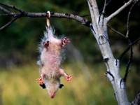 <p>Virginia opossum </p>
