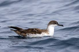 <p>Shearwaters</p>