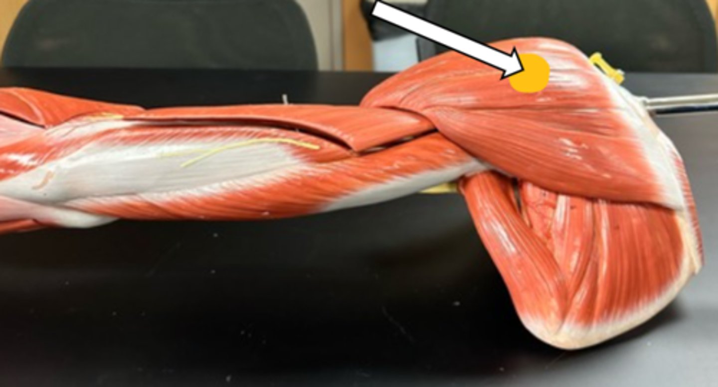 <p>deltoid (function)</p>