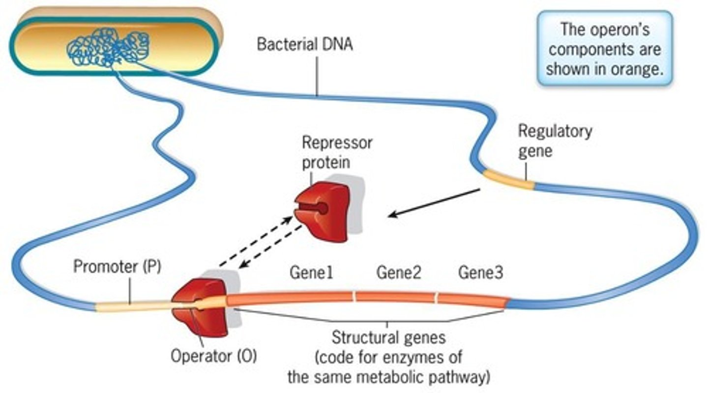 <p>A repressible operon that is regulated by the presence of tryptophan.</p>