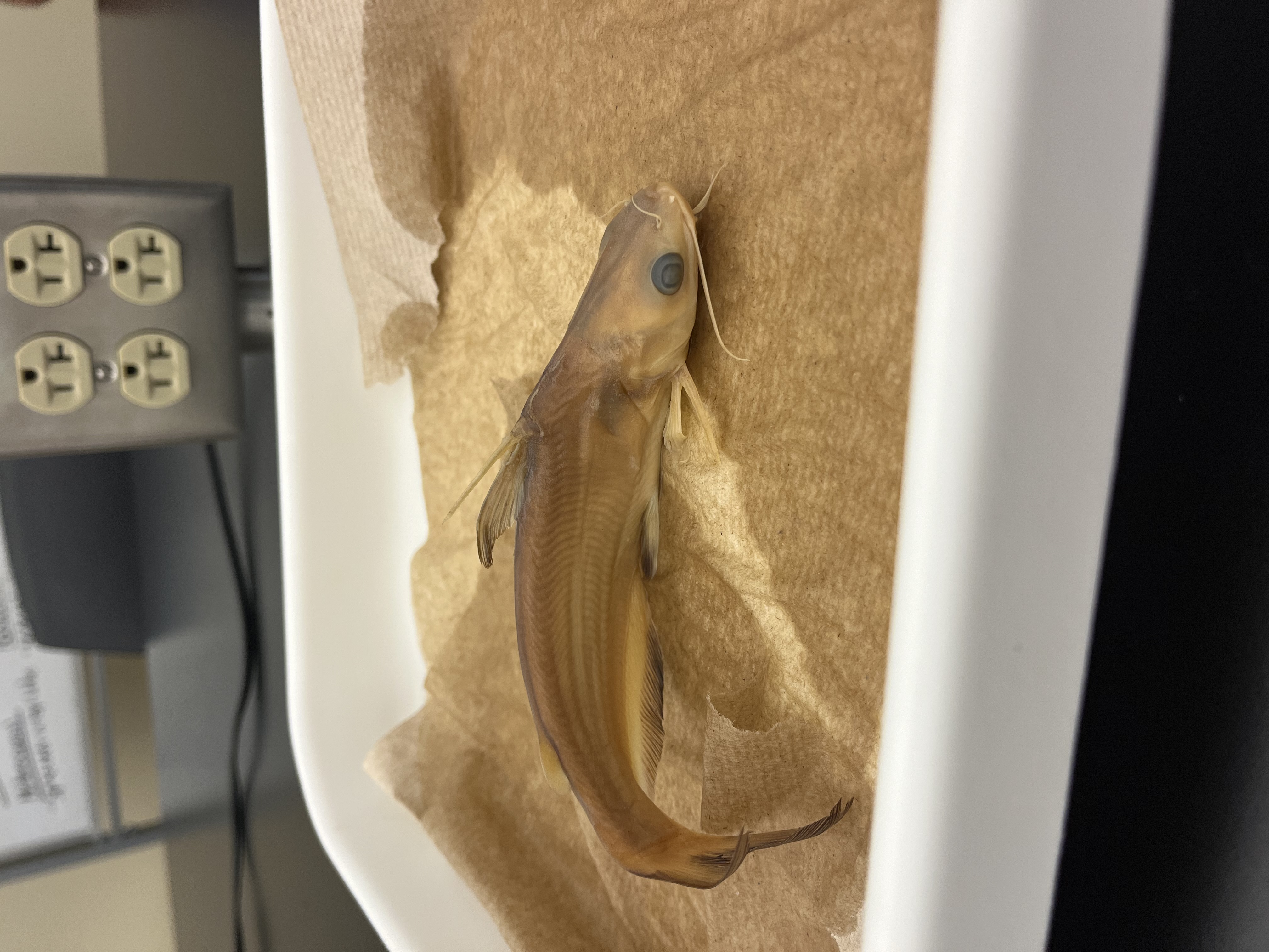 <p>Bullhead Catfish</p>
