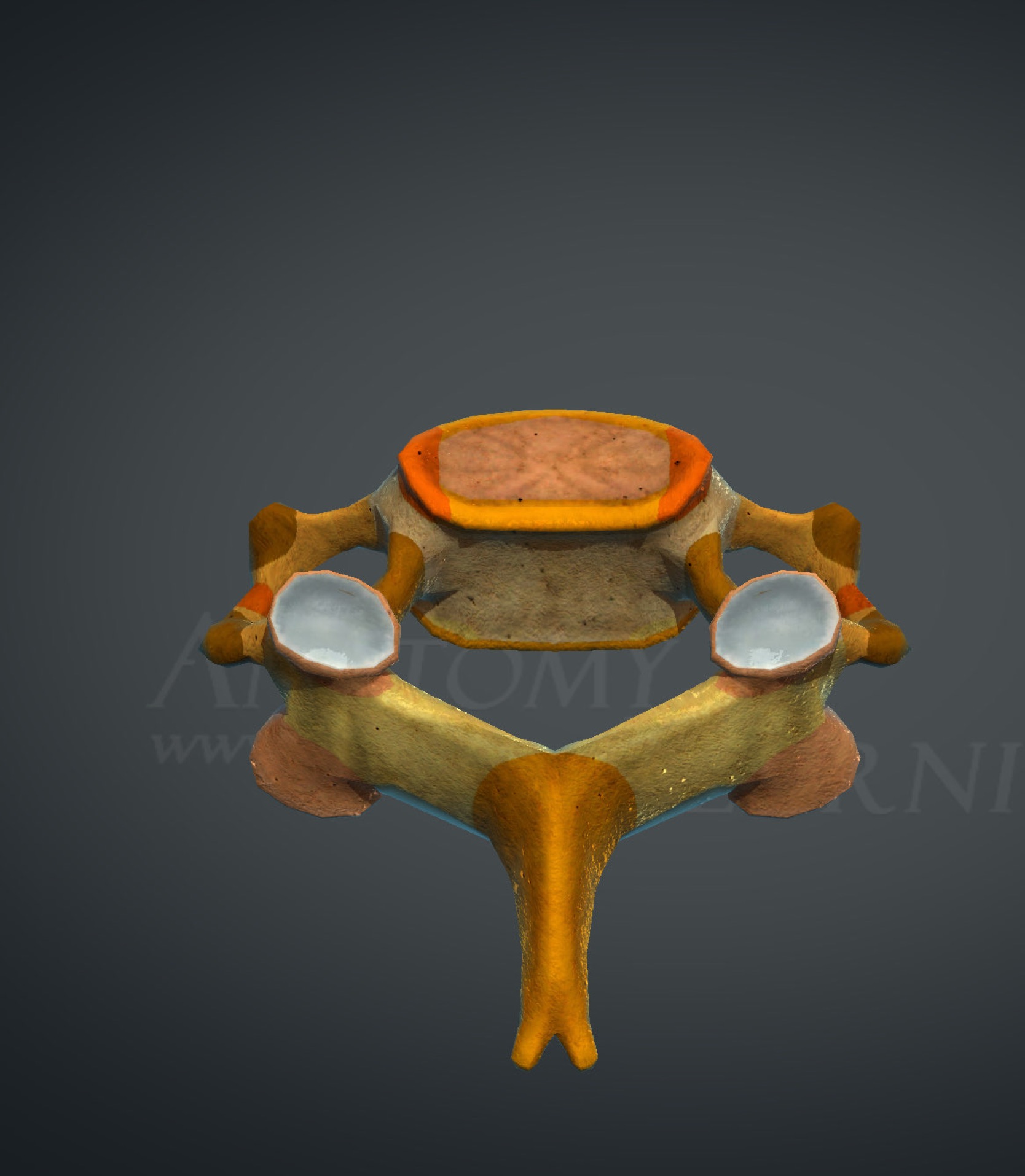 <p>What bone is this?</p>