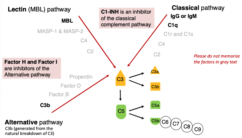 <p>C1-INH</p>