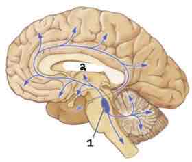 <p>This Diagram shows the _____</p>