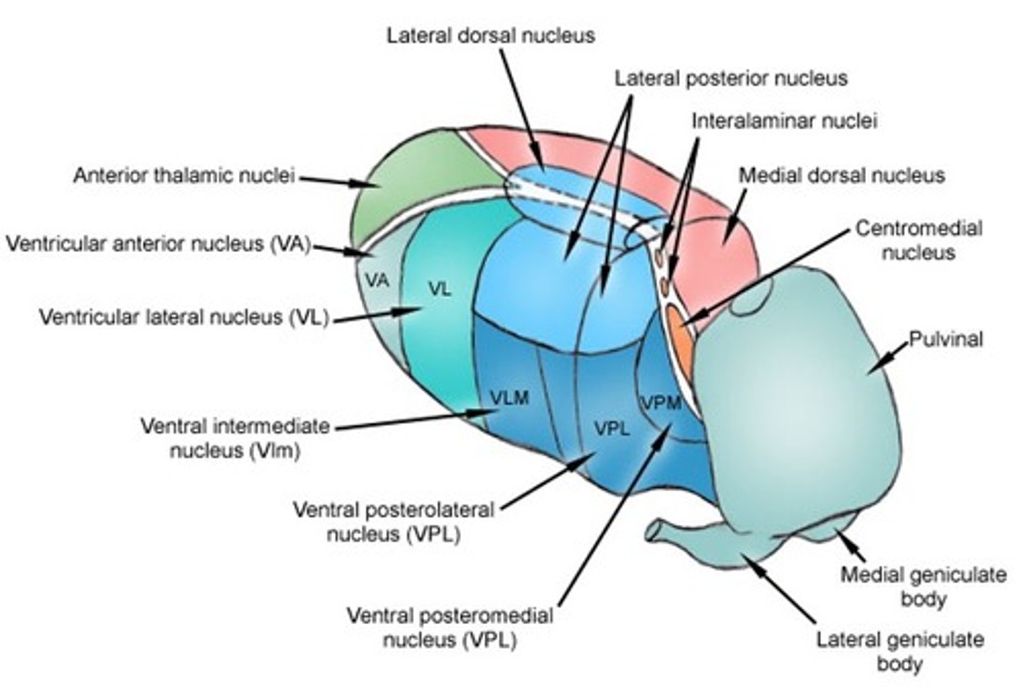 <p>- VPL (ventral posterior lateral nucleus) is the main somatosensory component, but others may be involved.</p><p>- Are final relay before signals reach cortex. - Relays signals to the cortex and limbic system.</p>