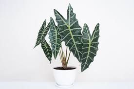 <p>Amazon Elephant Ear </p>