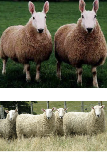 <p>Border Leicester</p>