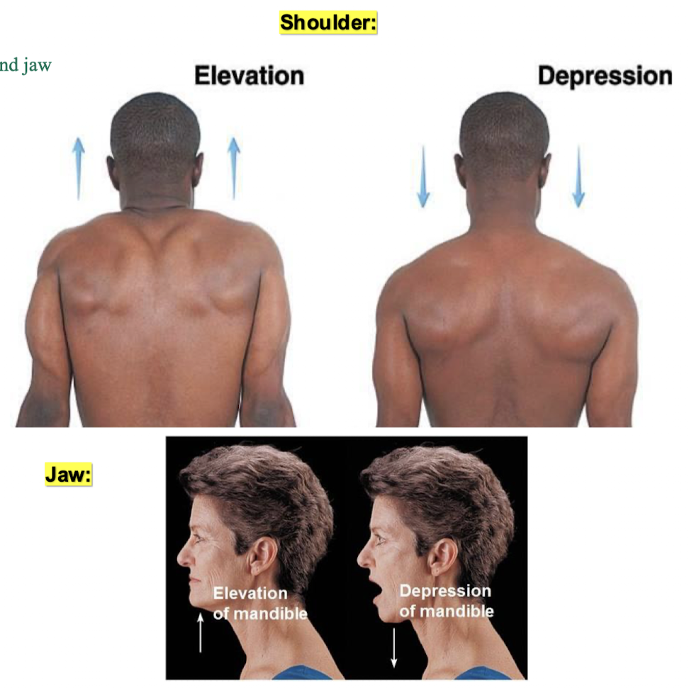 <p>we only see these movements at the shoulder blades and jaw</p><ul><li><p><strong>elevation</strong> - movement in a superior direction</p></li><li><p><strong>depression</strong> - movement in an inferior direction</p></li></ul><p></p>