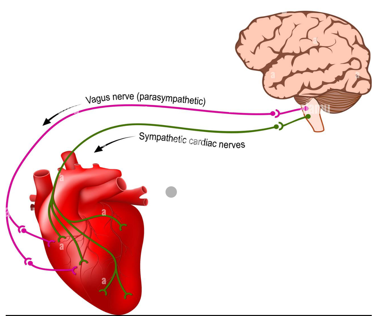 <p>What nervous system is this?</p>