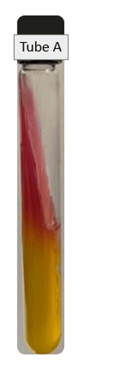 <p>Slant: Alkaline</p><p>Butt: Acidic</p><p>Gas: neg</p><p>H2S: neg</p><p>Ferments: glucose</p>