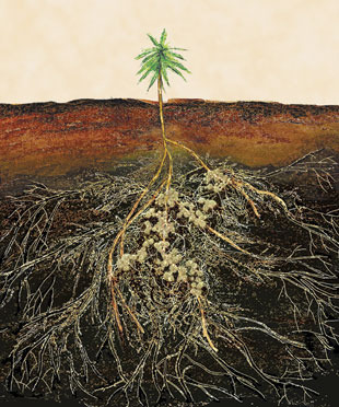 <p>Arbuscular mycorrhizae. Symbiotic with plant roots for nutrient exchange</p>