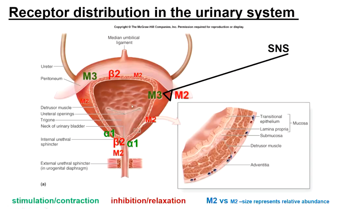 <ul><li><p>M3 Receptors (Wall) + M2 Receptors (Wall and neck)</p></li><li><p>B2 Receptors (Wall and neck)</p></li><li><p>a1 Receptors (Neck of bladder)</p></li></ul><p></p>