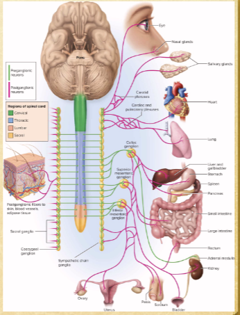 <p>thoracic or lumbar regions</p>