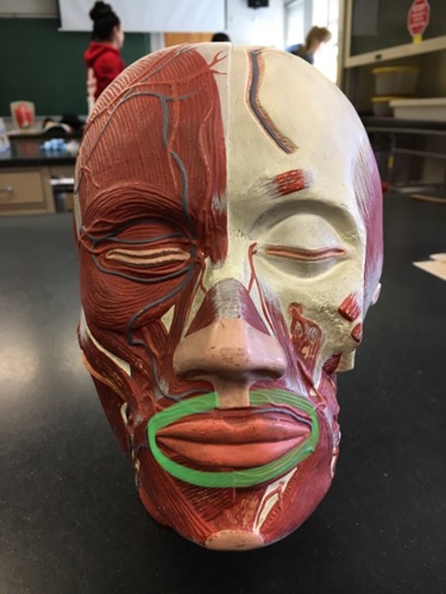 <p>Around the mouth.</p>