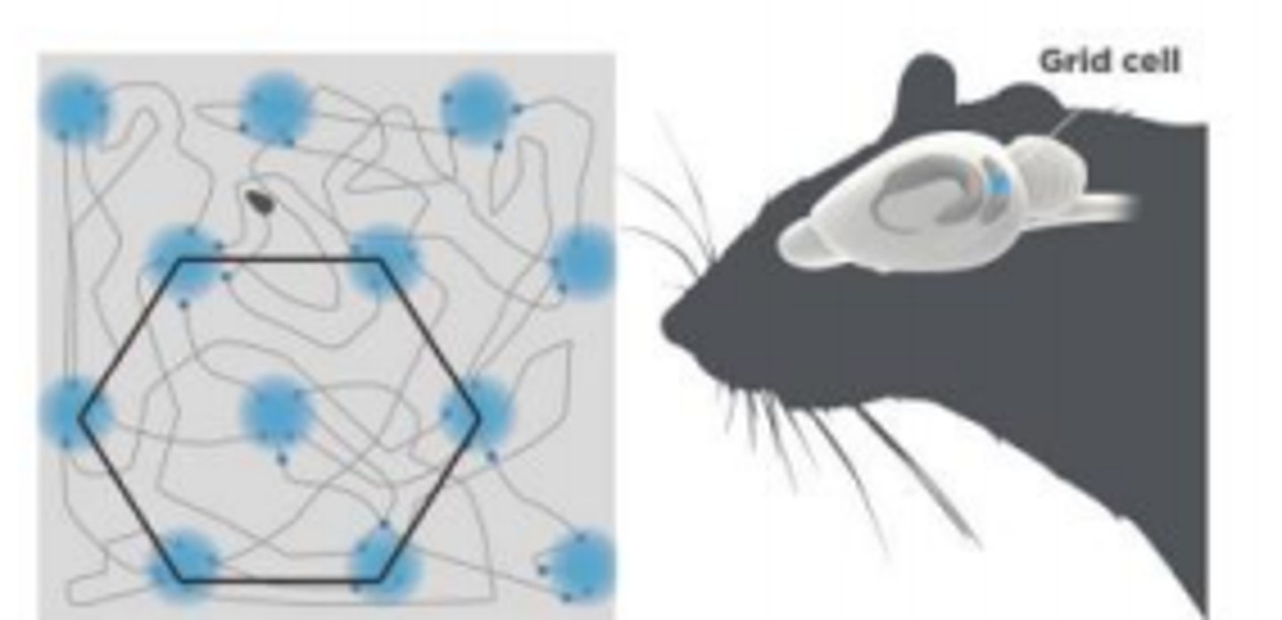 <p>provide a coordinate system with a hexagonal grid-like firing pattern that helps with navigation and distance estimation</p>