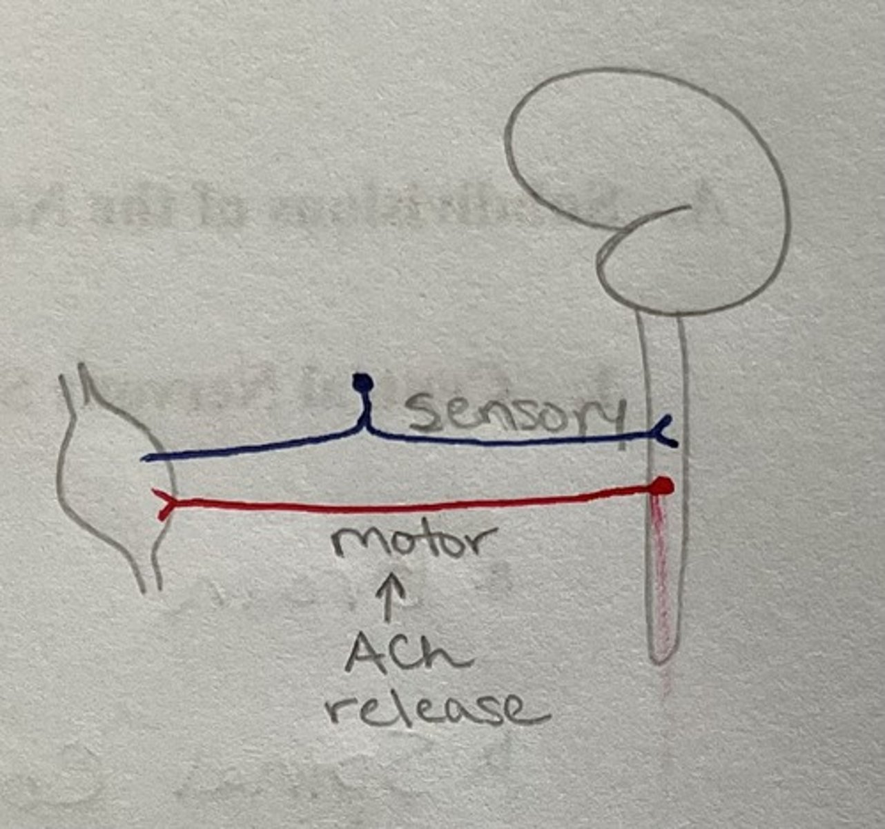 <p>Controls skeletal muscle</p><p>— sensory (afferent) and motor (efferent)</p><p>— all sensory nerves have cell bodies in PNS</p><p>— motor nerves release ACh</p>