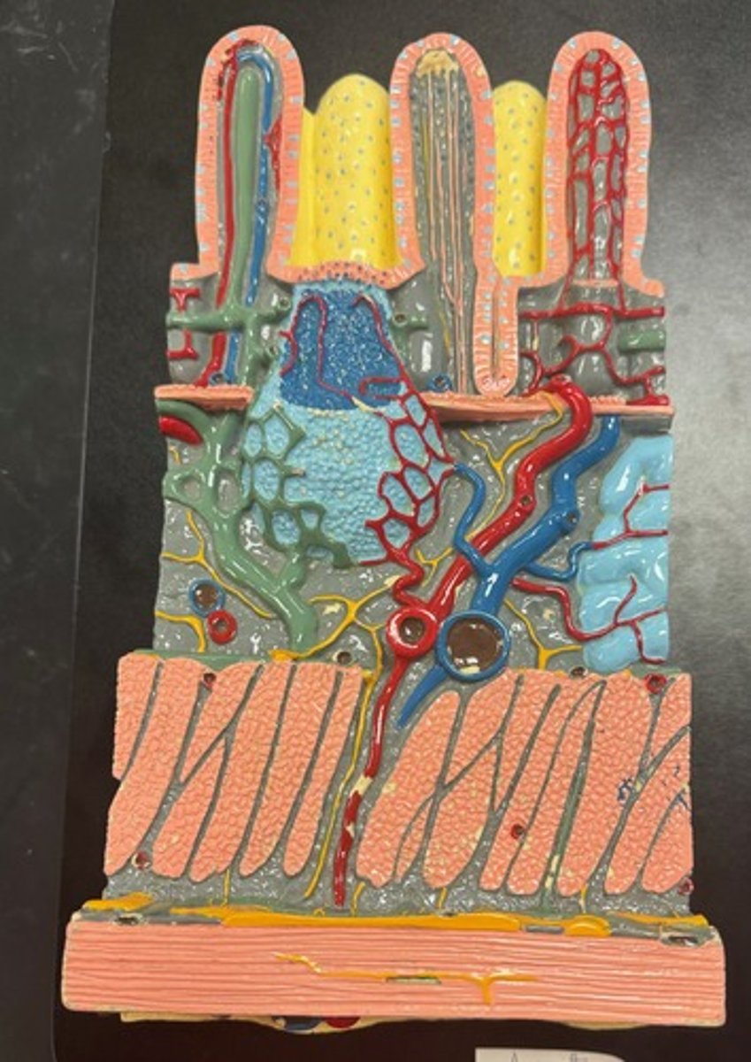 <p>What is this a model of?</p>