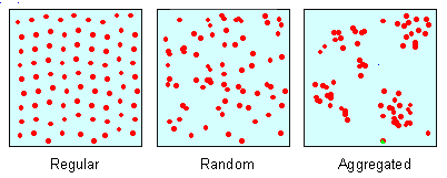 <p>arrangement of a phenomenon across the Earth's surface</p>