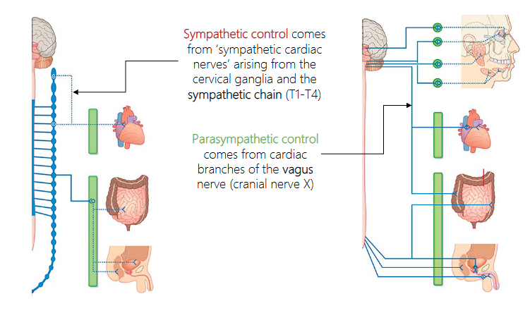 <p>comes from ‘sympathetic cardiac nerves’ arising from the cervical ganglia and the sympathetic chain (T1-T4)</p><ul><li><p>Increase HR</p></li></ul><p></p>