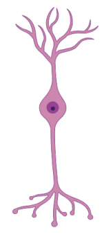 <p>multipolar, bipolar, unipolar? </p>