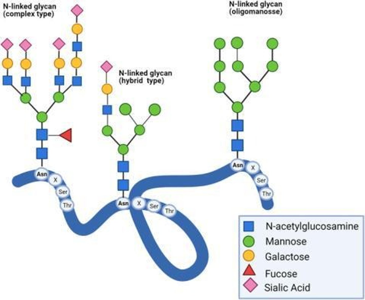 <p>Glycan is added to asparagine residues.</p>