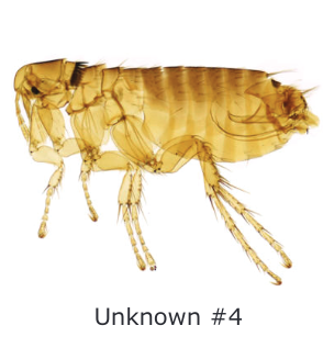 Unknown#4