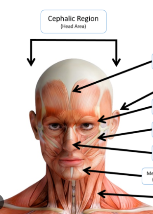 <p>anterior; Relating to the head or head end of the body.</p>