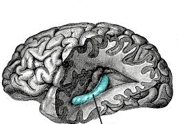 <p>Consolidates short term memory into long term memory, spatial locations</p>