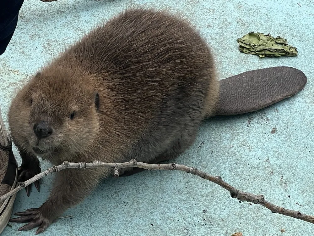 <p>Beavers</p>