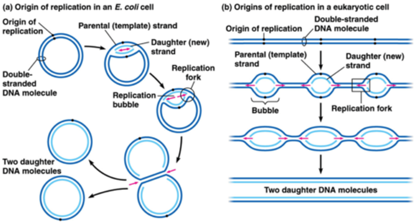 <p>Eukaryotic- Linear replication, so we see multiple replication points, or bubbles.</p><p>Prokaryotic- Circular DNA. Do not have DNA wrapped around histone proteins. One replication point, in a circle.</p>