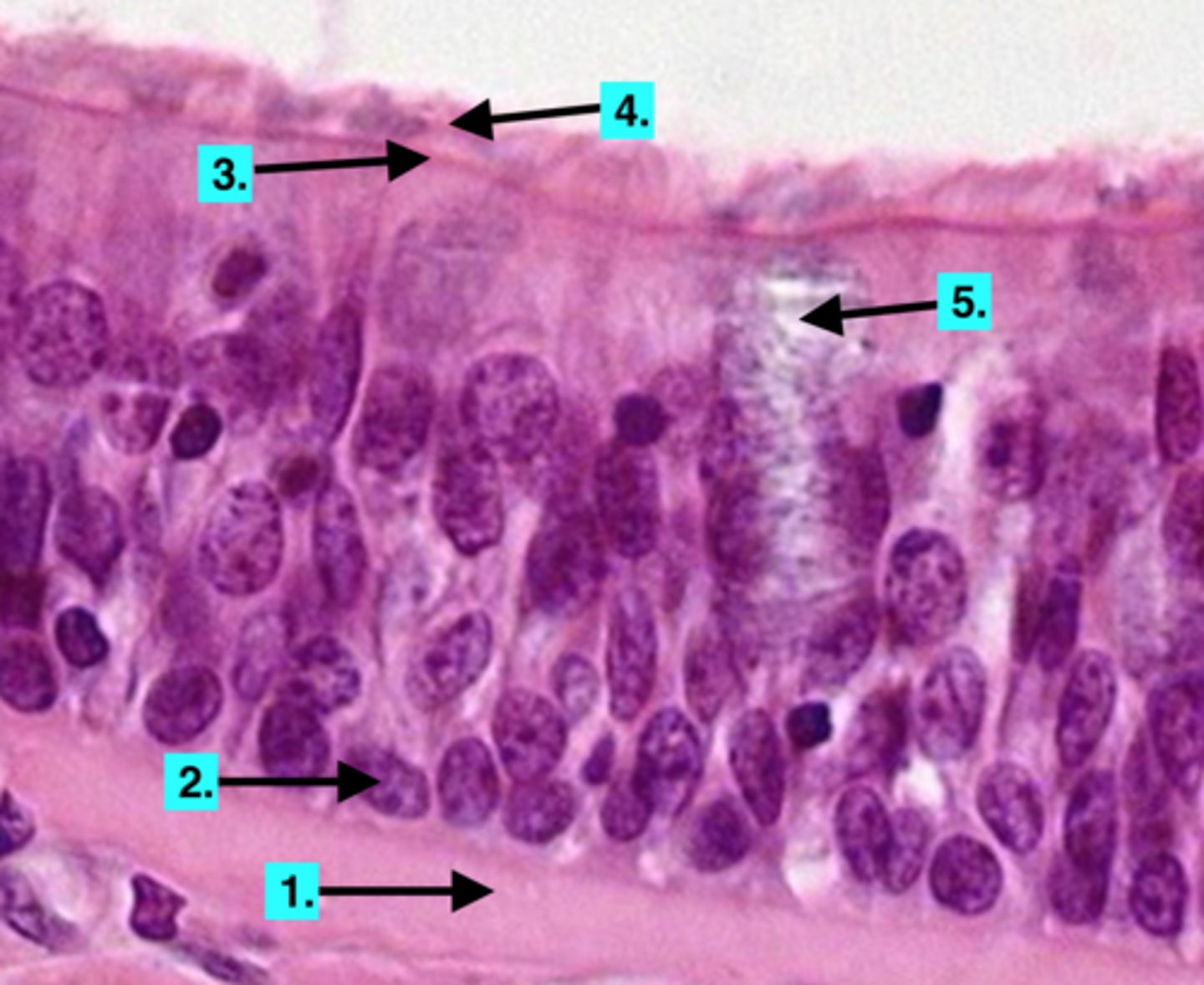 knowt flashcard image