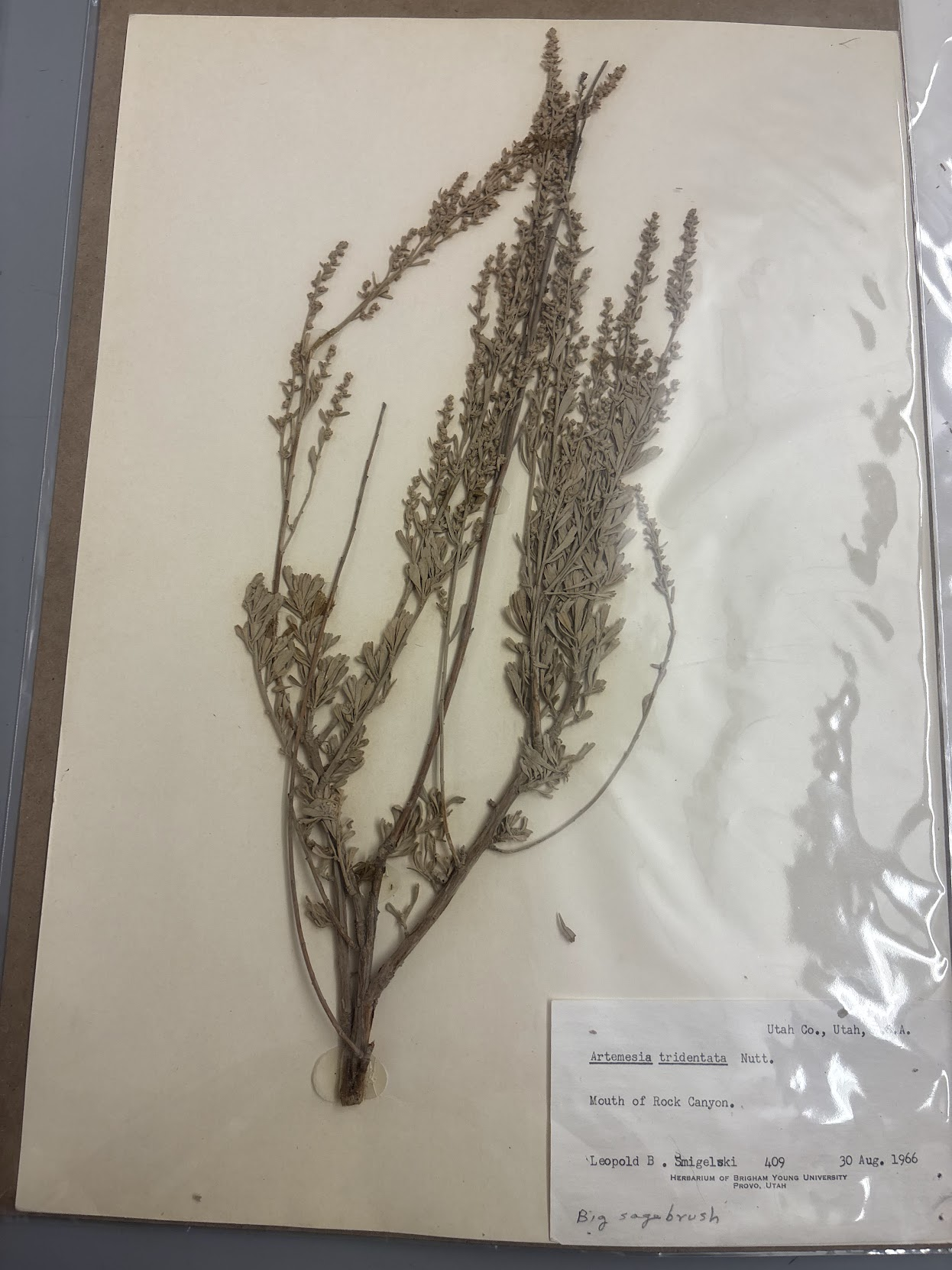 <p>tri lobed, however the leaf is longer like than a wider 3 lobed artemisia nova leaf, shreddy bark grayish, leaves and flowers usually mix , bigger</p>