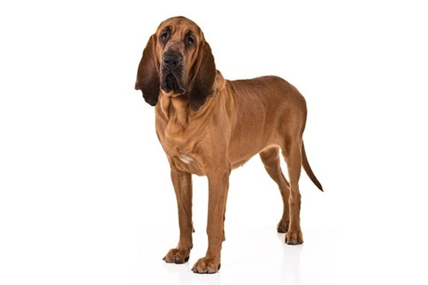 <p>Friendly, Independent, Inquisitive</p><p>AKC Breed Popularity: Ranks 52 of 194</p><p>Height: 25-27 inches (male), 23-25 inches (female)</p><p>Weight: 90-110 pounds (male), 80-100 pounds (female)</p><p>Life Expectancy: 10-12 years</p><p>Group: Hound Group</p>