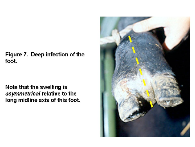 <ul><li><p><span>Caused by subsolar abcesses/ulcers, penetrating foreign bodies, lacerations that go undiagnosed and can lead to invasion of bone, joints-septic arthritis</span></p></li><li><p><span>Usually cause asymmetrical swelling of distal limb and foot due to inflammation focus on affected digiT</span></p></li></ul><p></p>