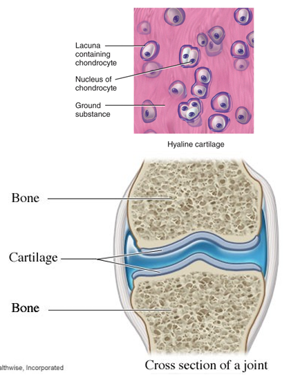 <ul><li><p>resist compression (high level of H2O in matrix (ground substances)</p><ul><li><p>found in joint </p></li></ul></li><li><p>cushion and supports body structure to avoid bones rubbing together </p></li></ul>