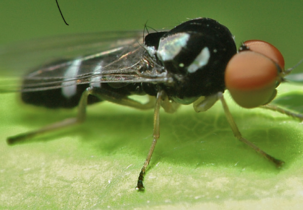 <p>large bulging eyes with many lens (up to 1000s)</p><p>each lens has its own photoreceptor supporting a mosaic view of surrounding rather than a focussed image</p><p>lens on top may be bigger than on bottom</p>