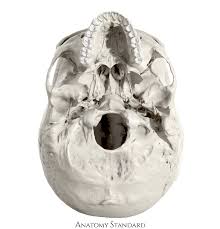 <p>kaukolės pamatas išorinis</p>