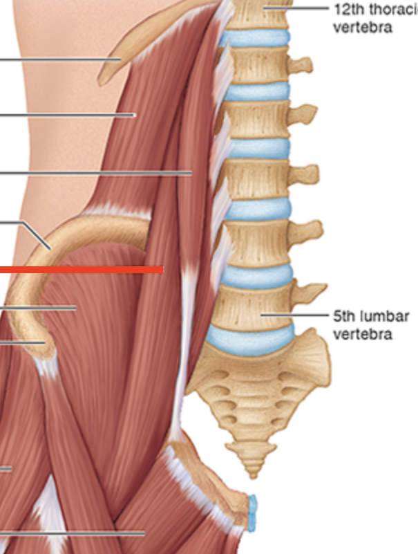 <p>Muscle next to Iliacus</p>