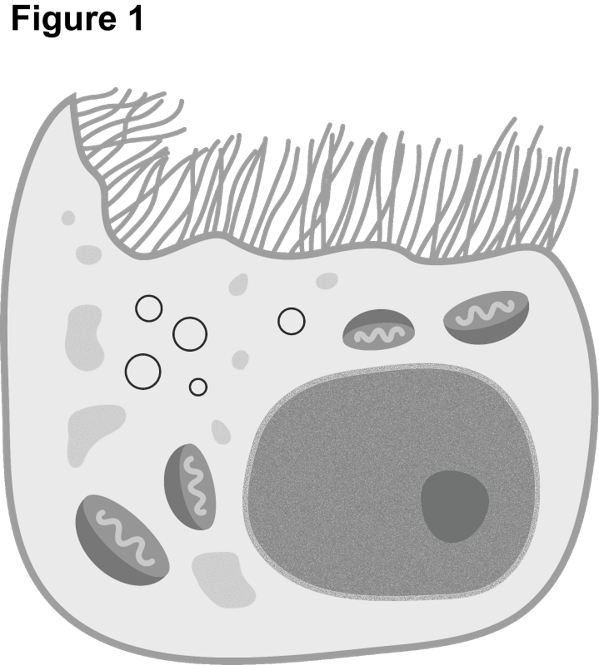 <p>Figure 1 shows an electron micrograph of a cell from the kidney. Suggest and explain how this cell is adapted for rapid transportation across its cell membrane (4 marks)</p>