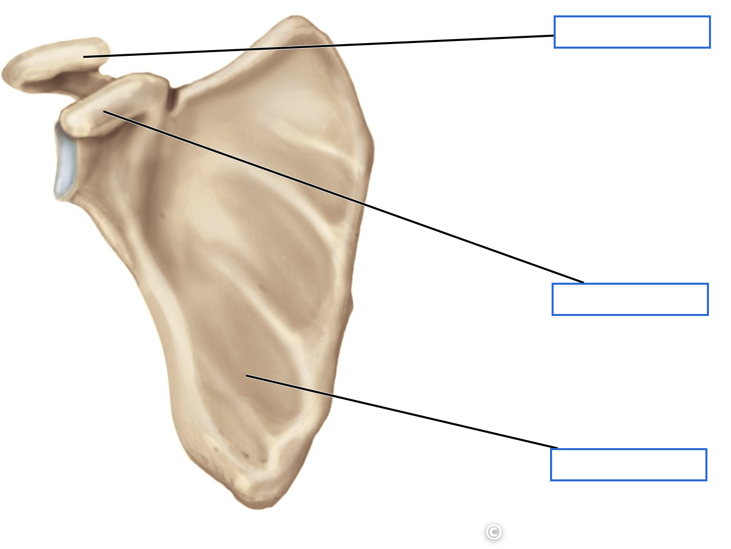 <p>Identify the bone features of the anterior scapula</p>